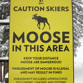 072 Ski Breckenridge MooseInThisArea